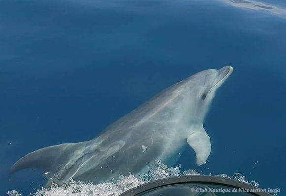 Mais qui est ce dauphin au comportement curieux observé le long de la Côte d’Azur ?
