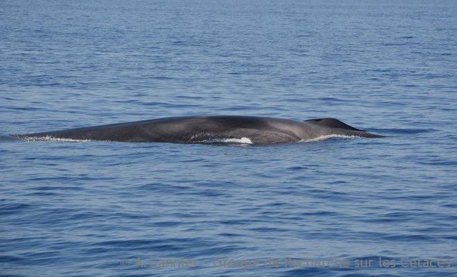 Rorqual commun et sanctuaire Pelagos