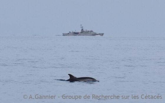 Lire la suite à propos de l’article Comportement de chasse des dauphins