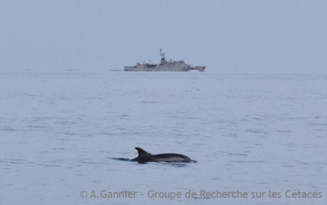 Comportement de chasse des dauphins