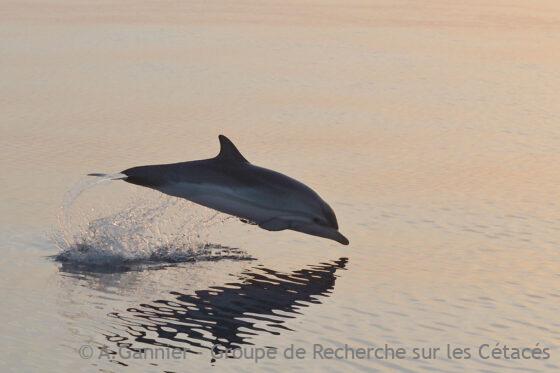 Lire la suite à propos de l’article Dauphins Stenella en automne