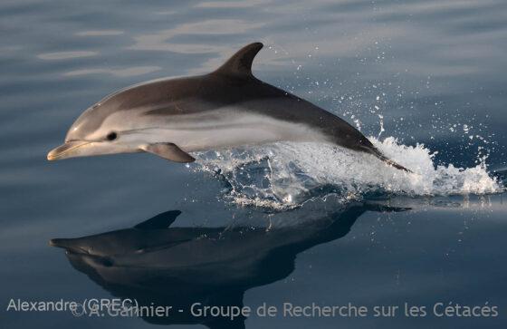 Lire la suite à propos de l’article Stage Niveau 1 de cétologie