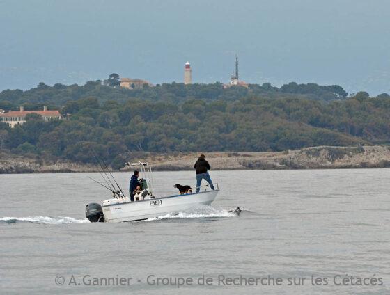 Lire la suite à propos de l’article Dauphins bleus et blancs azuréens