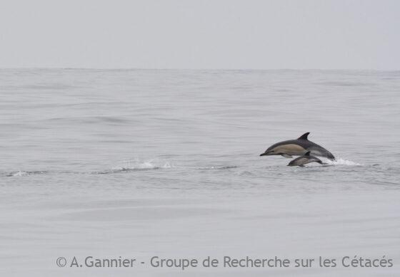 Lire la suite à propos de l’article Observations de dauphins communs « mélaniques »