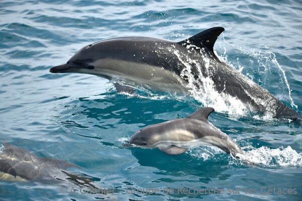 Dauphins du golfe de Gascogne : la saison des captures commence