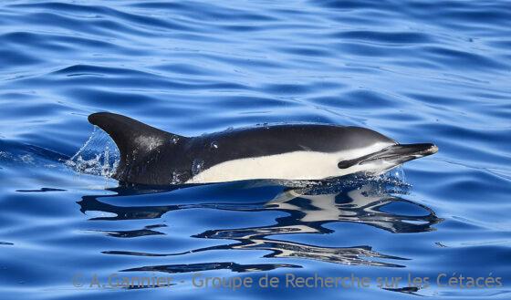 Lire la suite à propos de l’article Faune marine en région basque…