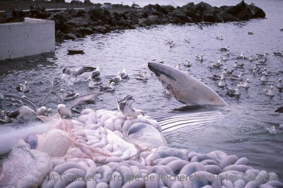 Lire la suite à propos de l’article L’Islande garde la tête froide : la baleine, morte ou vive, reste un simple produit de rapport