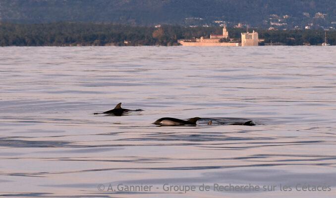 Etudier l'activité des dauphins