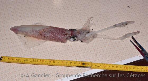 Lire la suite à propos de l’article Dauphins en hiver
