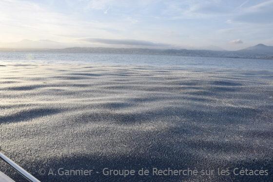 Lire la suite à propos de l’article Le printemps : dauphins et vélelles