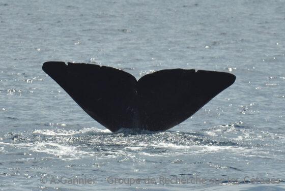 Lire la suite à propos de l’article France-Israël : le voyage-record d’un cachalot