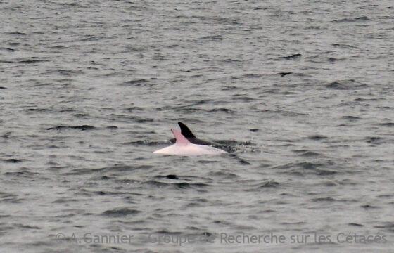 Lire la suite à propos de l’article Rencontre avec Oum, le dauphin blanc…