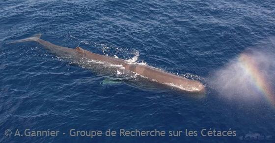 Lire la suite à propos de l’article Prospection Méditerranée 2025 : premier bilan