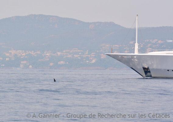 UNOC : Une Nouvelle Observation de Cachalots