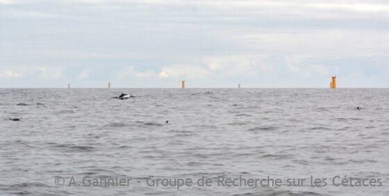 Lire la suite à propos de l’article Eolien en mer : quelle diminution d’habitat pour les dauphins ?