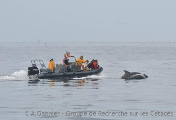 Lire la suite à propos de l’article Arrêté de protection des mammifères marins et plaisanciers