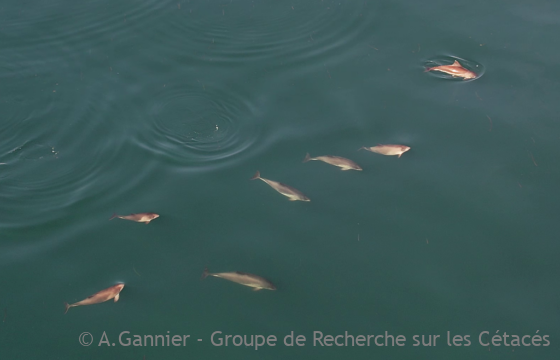Lire la suite à propos de l’article Marsouins communs du golfe de Gascogne