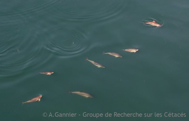 Marsouins communs du golfe de Gascogne
