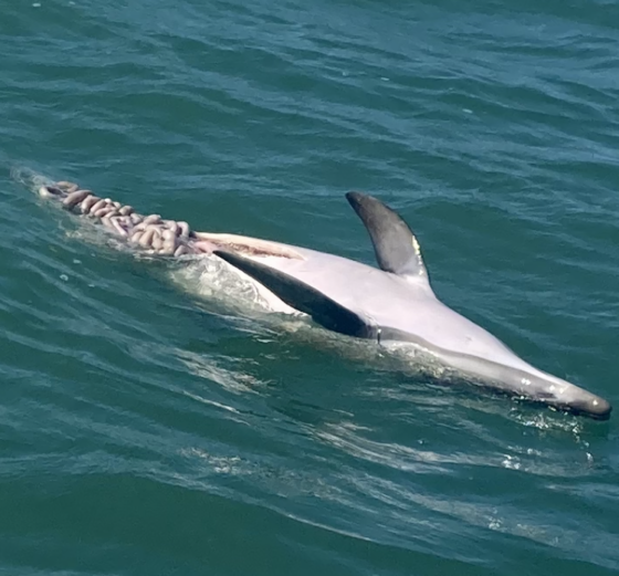 Lire la suite à propos de l’article Le problème des captures de dauphins en France
