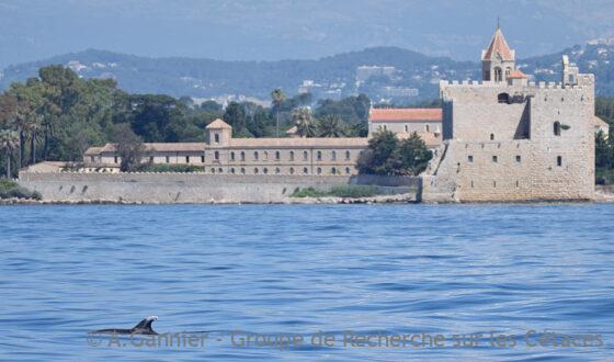 Lire la suite à propos de l’article Grands dauphins azuréens : Mouette fête ses (bien plus que) 20 ans !