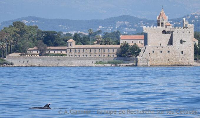 Grands dauphins azuréens : Mouette fête ses (bien plus que) 20 ans !