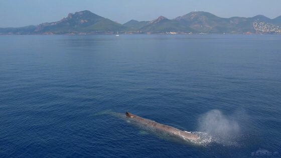 Lire la suite à propos de l’article Le GREC vous adresse ses meilleurs vœux pour 2026&nbsp;!