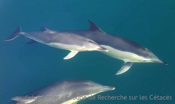 Lire la suite à propos de l’article Captures de dauphins communs