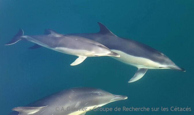 Captures de dauphins communs