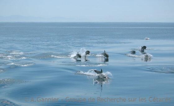 Lire la suite à propos de l’article Conférence de l&rsquo;European Cetacean Society à Dundee (Ecosse)