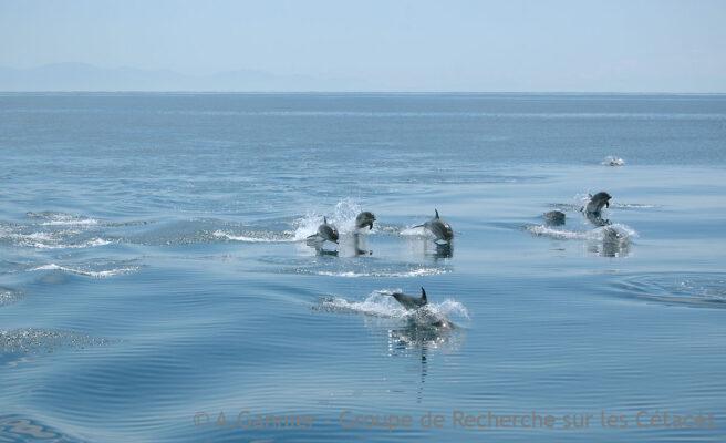 Conférence de l'European Cetacean Society à Dundee (Ecosse)