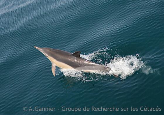 Lire la suite à propos de l’article Bienvenue à Delphinus Land