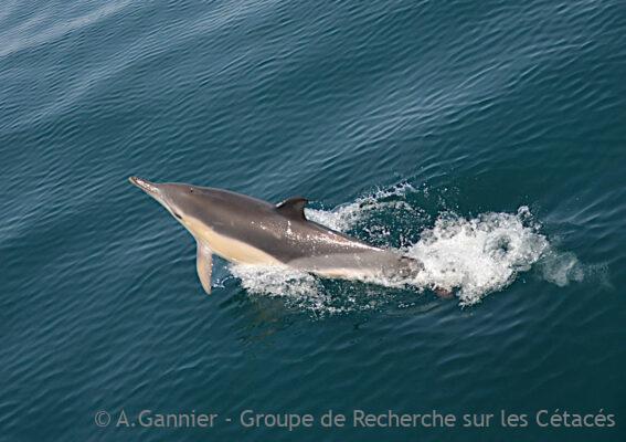 Bienvenue à Delphinus Land