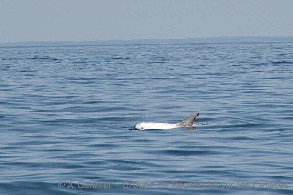 Dauphins de Cornouaille