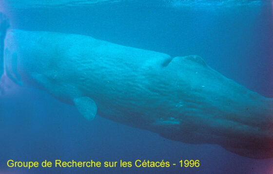 Lire la suite à propos de l’article Menaces sur le Sanctuaire PELAGOS